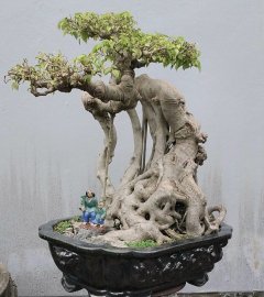 Ficus benjamina tree