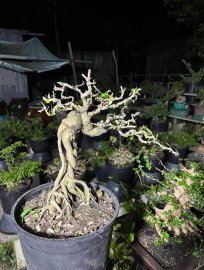 Linh sam chân dài vài trăm