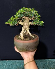 Antidesma acidum tree