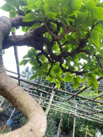 Bougainvillea tree