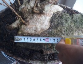 Em Bằng Lăng cụm rừng...