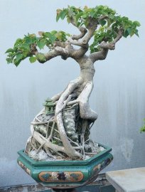 Bodhi bonsai tree