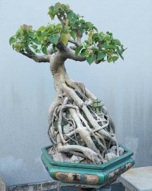 Bodhi bonsai tree