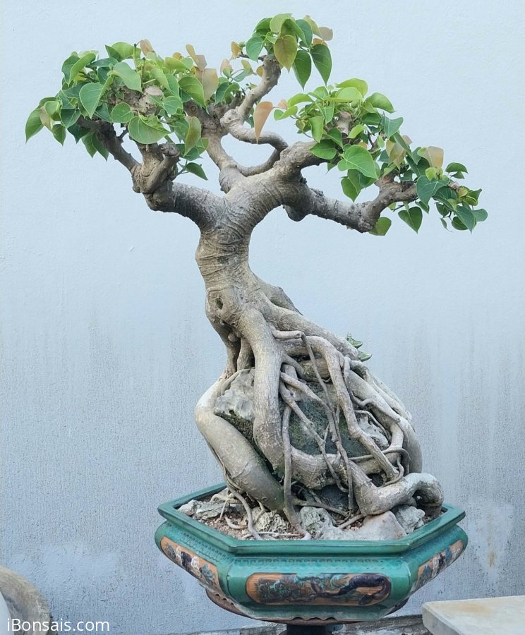 Bodhi bonsai tree