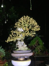 Vietnamese blue bell tree overrock