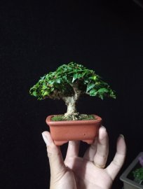 Water Jasmine mini tree