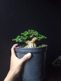Premna bonsai mini tree