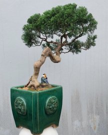 Cây duyên tùng