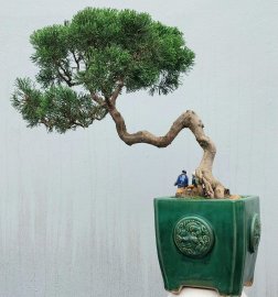 Cây duyên tùng