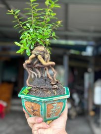 Scopolia nana mini tree with nice roots