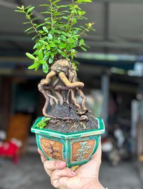 Scopolia nana mini tree with nice roots