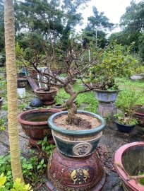 Yellow apricot tree