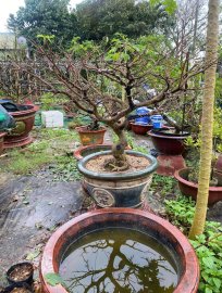 Yellow apricot tree