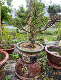 Yellow apricot tree