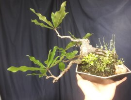 Em Lộc Vừng mini khai thác núi rừng...