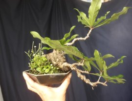 Em Lộc Vừng mini khai thác núi rừng...
