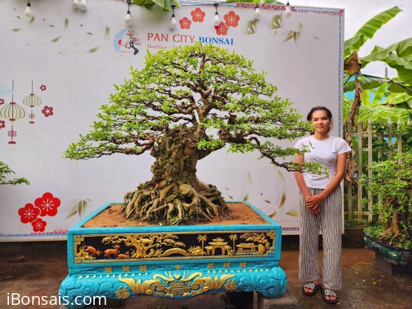 Water Jasmine large trees in Thu Duc Ho Chi Minh City