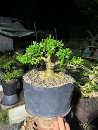 Linh sam hoa trắng giá mềm