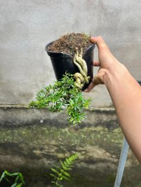 Ếk quá bán rẻ 250k bao ship ạk