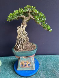 Antidesma acidum tree
