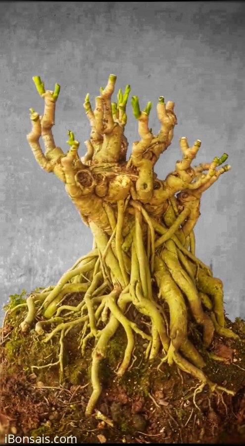 Cây ngũ gia bì hàng bonsai mini bàn trà