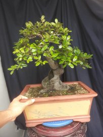 Em là Trầm Thị ( Thị Lọ Nồi )...