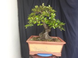 Em là Trầm Thị ( Thị Lọ Nồi )...