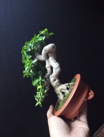 Water Jasmine bonsai artwork