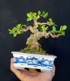 Scopolia nana mini tree 
