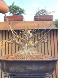 Water Jasmine bonsai tree