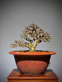 Antidesma acidum tree