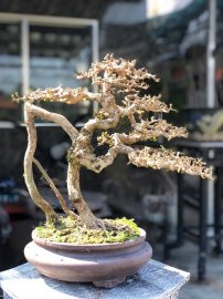 Antidesma acidum bonsai tree