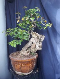 Em Giấy Rồng Vàng...