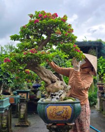 Hoa giấy rực rỡ nở hoa chào năm mới