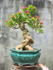 Hoa giấy rực rỡ hoa