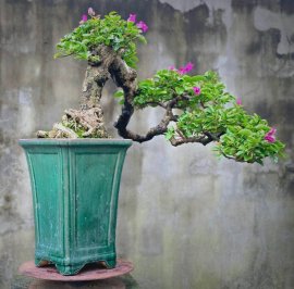 Hoa Tím giấy mộng mơ